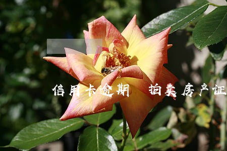 信用卡逾期 拍卖房产证 信用卡逾期 拍卖房产证